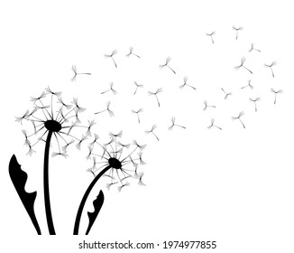 Abstract background with a dandelions vector illustration. The wind blows the seeds of a dandelion. Design template for posters, wallpapers, print. 