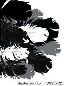 Abstract background with feathers. Vector