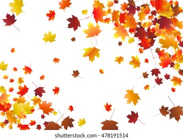 Abstract background with flying maple leaves. Fall season greeting card, poster, flyer. Vector illustration isolated on a white background.