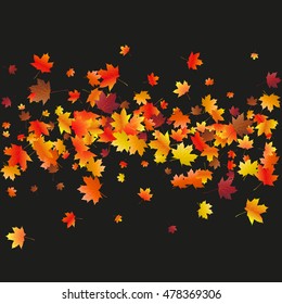 Abstract background with flying maple leaves. Fall season greeting card, poster, flyer blank templates. Vector illustration isolated on a black background.