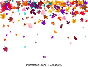 Abstract background with flying maple, oak leaves. Fall season greeting card, poster, flyer. Vector illustration isolated on a white background.
