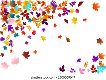 Abstract background with flying maple, oak leaves. Fall season greeting card, poster, flyer. Vector illustration isolated on a white background.