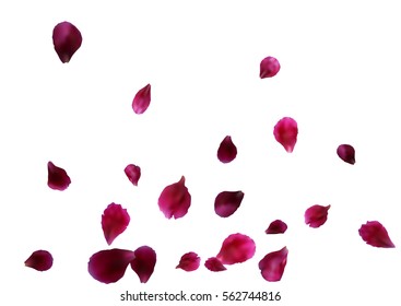 Abstract background with flying pink, red rose petals. Vector illustration isolated on white background.