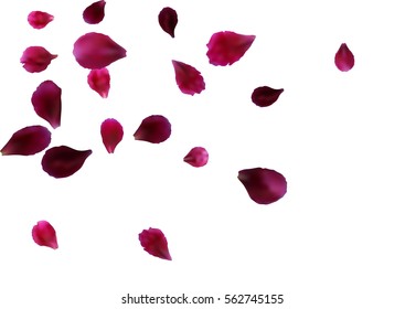 Abstract background with flying pink, red rose petals. Vector illustration isolated on white background.