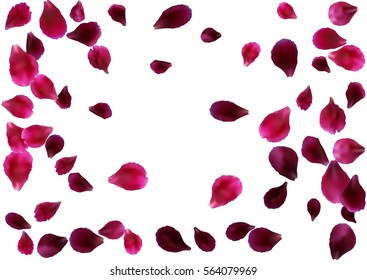 Abstract background with flying pink, red rose petals. Vector illustration isolated on white background.
