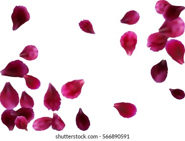 Abstract background with flying pink, red rose petals. Vector illustration isolated on white background.