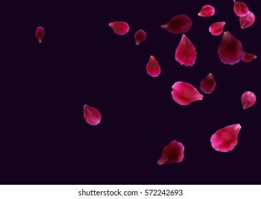Abstract background with flying pink, red rose petals. Vector illustration isolated on dark violet background.