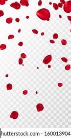 Abstract background with flying red rose petals on a white transparent background. Vector illustration. EPS 10. Rose petals vector illustration.