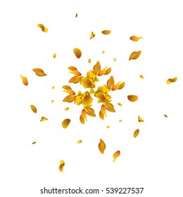 Abstract background with flying yellow flower petals. Vector illustration isolated on a white background. Flying autumn golden leaves random ornate.