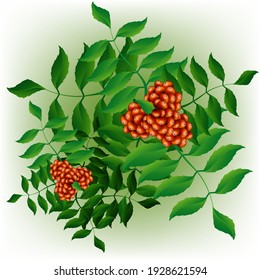 Abstract background with green decorative leaves and bunches of rowan berries