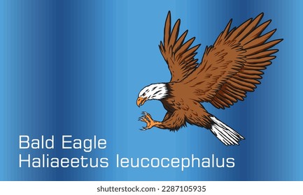 Abstract background illustration of Bald Eagle - Illustration