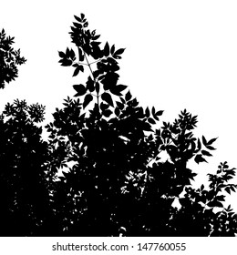 Abstract background with leaves silhouette of American Maple, black and white vector illustration