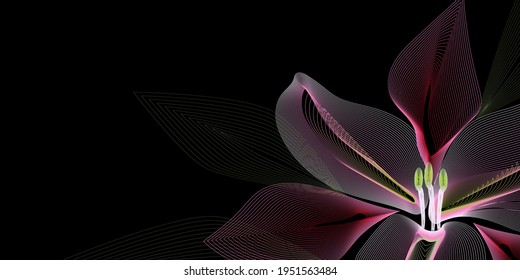 Abstract background, linear lily flower background,
