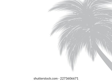 Abstract background of palm leaves or coconut leaves on top. Natural pattern, gray shadow. Copy area. For advertisements, business cards, brochures and white backgrounds.