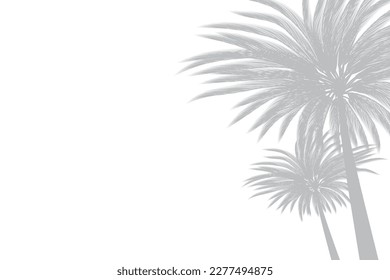 Abstract background of palm leaves or coconut leaves on top. Natural pattern, gray shadow. Copy area. For advertisements, business cards, brochures and white backgrounds.