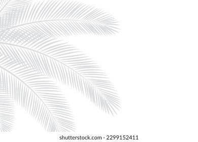 Abstract background of palm leaves or coconut leaves on top. Natural pattern, gray shadow. Copy area. For advertisements, business cards, brochures and white backgrounds.