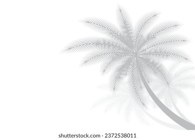 Abstract background of palm leaves or coconut leaves on top. Natural pattern, gray shadow. Copy area. For advertisements, business cards, brochures and white backgrounds.