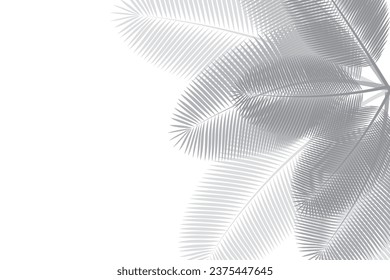 Abstract background of palm leaves or coconut leaves. top view Natural pattern, gray shadow and Copy space. For advertisements, business cards, brochures and white backgrounds.