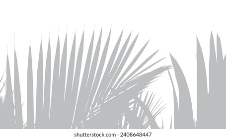 Abstract background of palm leaves or coconut leaves on top. Natural pattern, gray shadow. Copy space or empty. For advertisements, business cards, brochures and white backgrounds.
