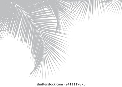 Abstract background of palm leaves or coconut leaves on top. Natural pattern, gray shadow. Copy space or empty. For advertisements, business cards, brochures and white backgrounds.