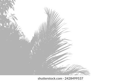 Abstract background of palm leaves or coconut leaves on top. Natural pattern, gray shadow. Copy space or empty. For advertisements, business cards, brochures and white backgrounds.