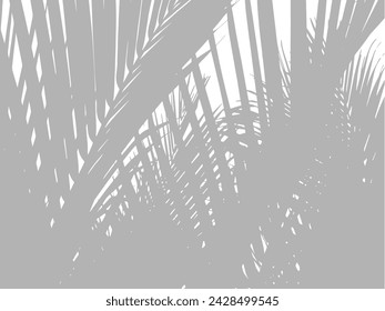 Abstract background of palm leaves or coconut leaves on top. Natural pattern, gray shadow. Copy space or empty. For advertisements, business cards, brochures and white backgrounds.
