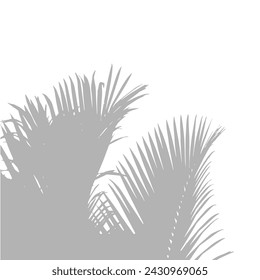 Abstract background of palm leaves or coconut leaves on top. Natural pattern, gray shadow. Copy space or empty. For advertisements, business cards, brochures and white backgrounds.