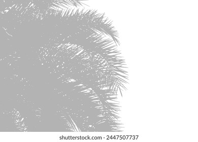 Abstract background of palm leaves or coconut leaves. Natural pattern, gray shadow. Copy space or empty. For advertisements, business cards, brochures and white backgrounds.