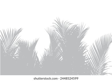 Abstract background of palm leaves or coconut leaves on top. Natural pattern, gray shadow. Copy space or empty. For advertisements, business cards, brochures and white backgrounds.
