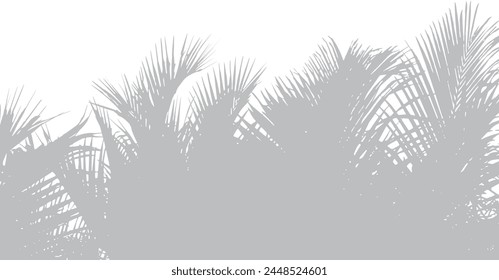 Abstract background of palm leaves or coconut leaves on top. Natural pattern, gray shadow. Copy space or empty. For advertisements, business cards, brochures and white backgrounds.