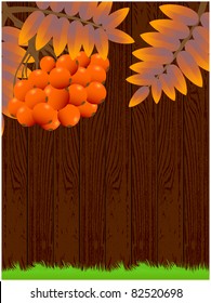 Abstract background texture composed of wood, green grass and rowan berries with autumn leaves
