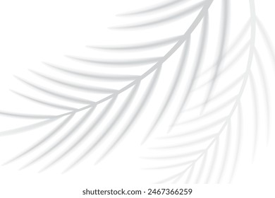 Abstract background of tropical palm leaves. Shadow effects with tropical palm leaves.
