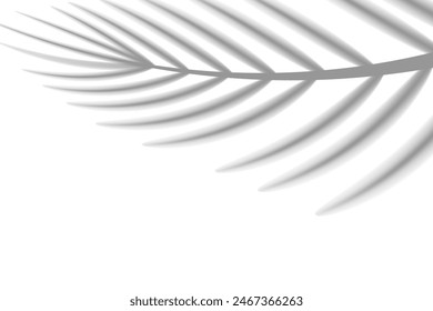 Abstract background of tropical palm leaves. Shadow effects with tropical palm leaves.