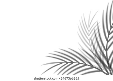 Abstract background of tropical palm leaves. Shadow effects with tropical palm leaves.