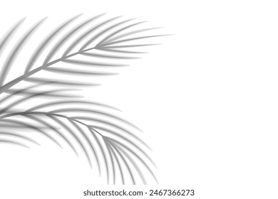 Abstrakter Hintergrund tropischer Palmblätter. Schatteneffekte mit tropischen Palmblättern.
