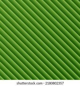 abstract background vector in green rays, green banana leaf.