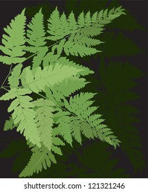 abstract background vector illustration (plant fern)