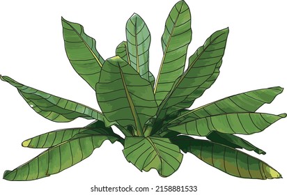 Abstract of Banana trees isolated on white background.