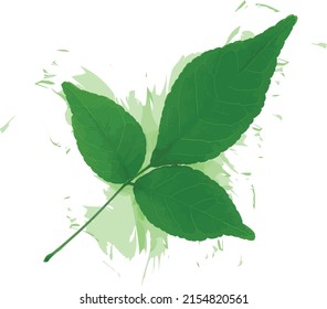 Abstract of Bengal Quince leaf with color spread on white background. (Scientific name Aegle marmelos Correa)