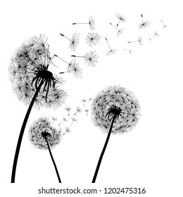 Abstract black dandelion, dandelion with flying seeds - vector