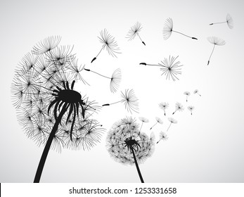 Abstract black dandelion, dandelion with flying seeds - for stock vector