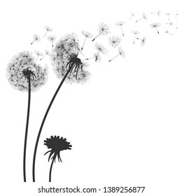 Abstract black dandelion, flying seeds of dandelion - for stock