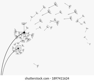Abstract black dandelion, flying seeds of dandelion.Blowing dandelion vector