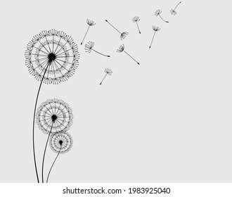Abstract black dandelion, flying seeds of dandelion.Blowing dandelion vector