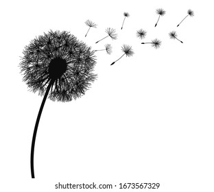 Abstract black dandelion silhouette, flying seeds of dandelion - vector