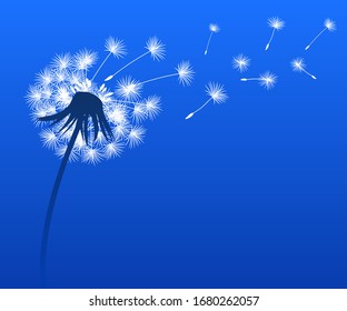 Abstract black dandelion silhouette, flying seeds of dandelion - for stock