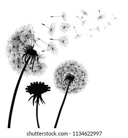 Abstract black Dandelions, dandelion with flying seeds – vector