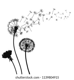 Abstract black Dandelions, dandelion with flying seeds – for stock