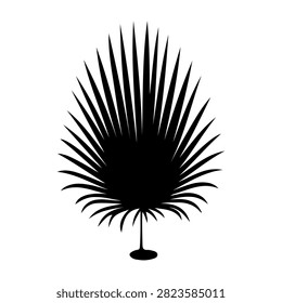 Abstract black palm tree silhouette with radiating spikes on a white background, creating a striking visual effect and modern artistic impression.