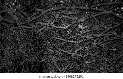 Abstract black and white background. Texture of the tree. Monochrome.